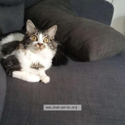 Photo 1/3 Ramses Chat lost in Sainte foy d aigrefeuille