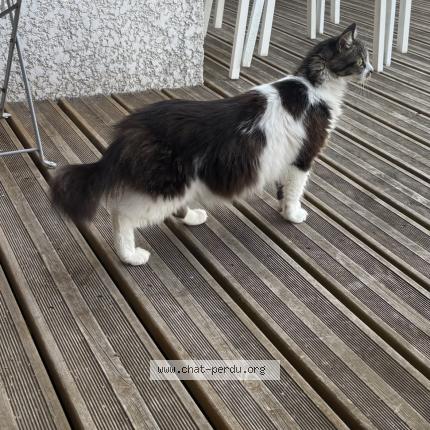 Photo 2/3 Ramses Chat lost in Sainte foy d aigrefeuille