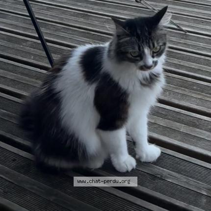 Photo 3/3 Ramses Chat lost in Sainte foy d aigrefeuille