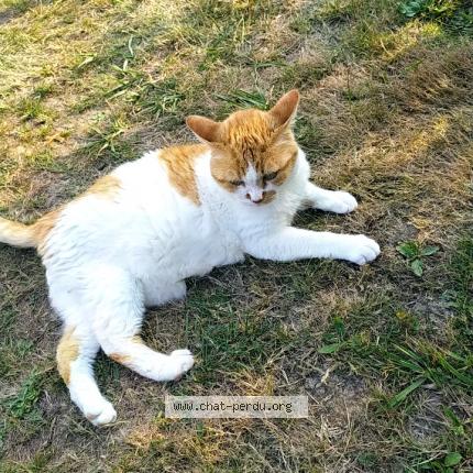 Photo 1/1 BASILe Chat lost in Alfortville