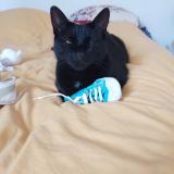 Picture of cat lost at Saint Sebastien Sur Loire