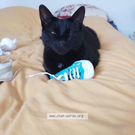 Photo 1/1 Bahia Chat lost in Saint sebastien sur loire