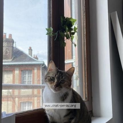 Photo 1/2 Romy Chat lost in Amfreville la mi voie