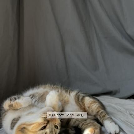 Photo 2/2 Romy Chat lost in Amfreville la mi voie