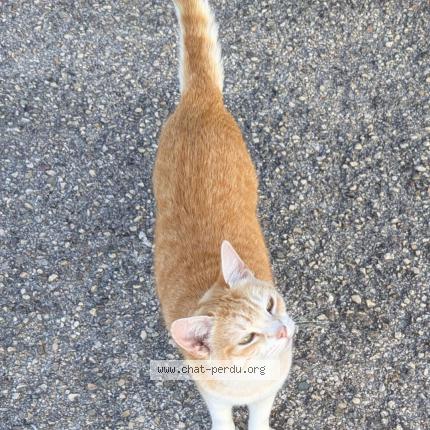 Photo 1/1 Pirouette Chat lost in Hauteville les dijon