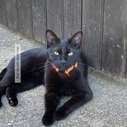 Photo 1/1 Shadow Chat lost in Saint francois longchamp