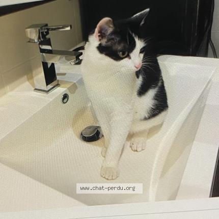 Photo 1/1 Salto Chat lost in Montauban