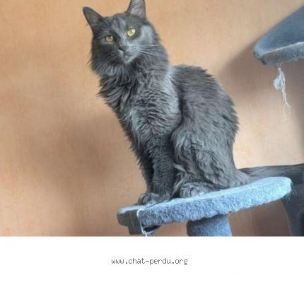 Photo 1/1 Isadora Chat lost in Conde sur l escaut