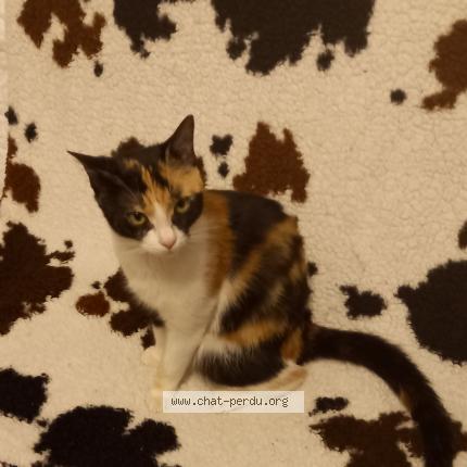 Photo 1/1 Lily Chat lost in Espartignac