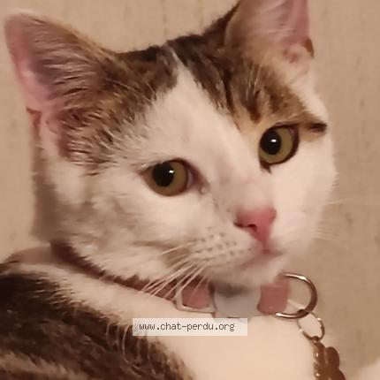 Photo 1/1 Reunited cat Lost in Argenteuil