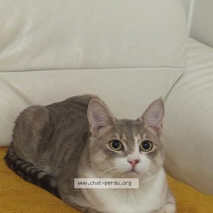 Photo 1/1 Loki Chat lost in Salies du salat