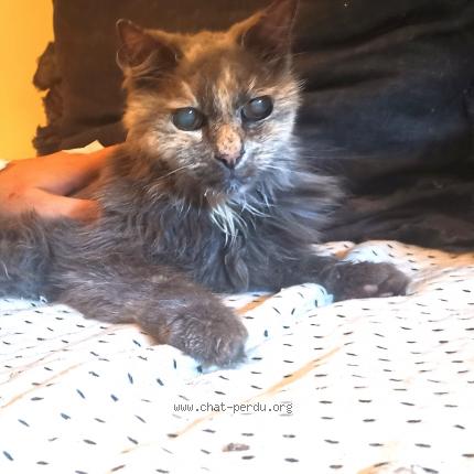 Photo 1/1 Cat reunited Found in Charavines