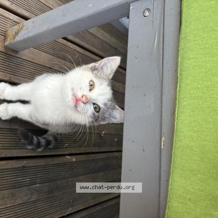 Photo 1/1 Found cat Found in Breteuil