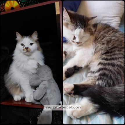 Photo 1/1 MANCHA Chat lost in Santiago