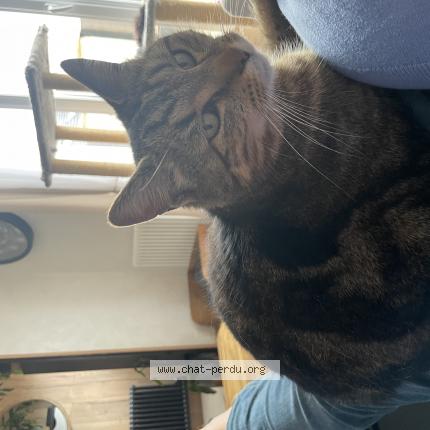 Photo 1/1 MOJI Chat lost in Bourgogne