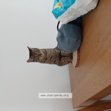 Photo 1/1 Caramel Chat lost in Marly le roi