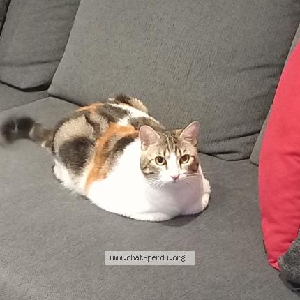 Photo 1/1 NAÏA Chat lost in Saint jouan des guerets