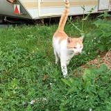 Picture of cat found at Challain La Potherie