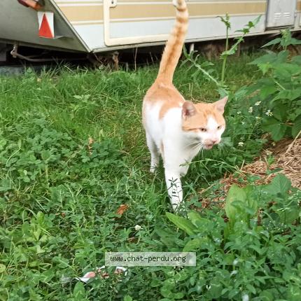 Photo 1/1 Found cat Found in Challain la potherie