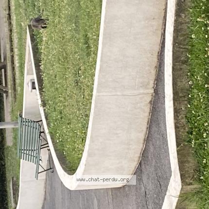 Photo 1/1 Found cat Found in Puteaux