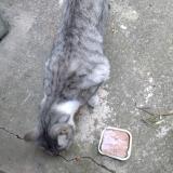 Picture of cat found at Alfortville