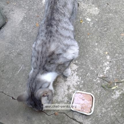 Photo 1/2 Found cat Found in Alfortville