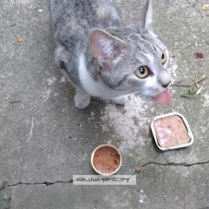 Photo 2/2 Found cat Found in Alfortville