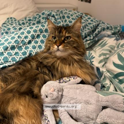 Photo 1/1 Roxy Chat lost in Saint jean d arvey