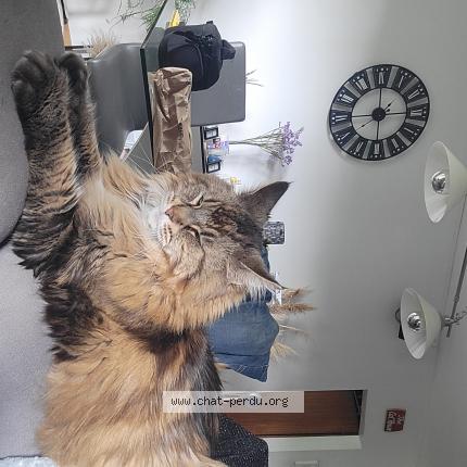 Photo 1/1 Harley Chat lost in Le ruault