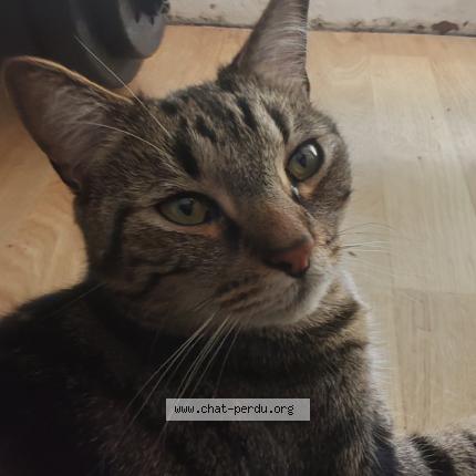 Photo 1/1 Found cat Found in Luce