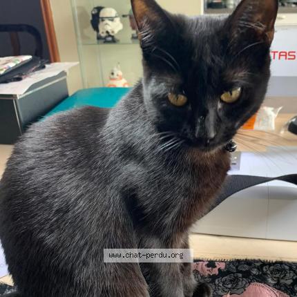Foto van vermiste kat in Anderlecht