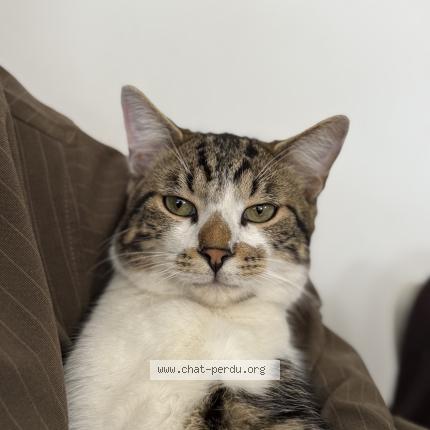 Photo 1/1 Georges Chat lost in Villeneuve le roi