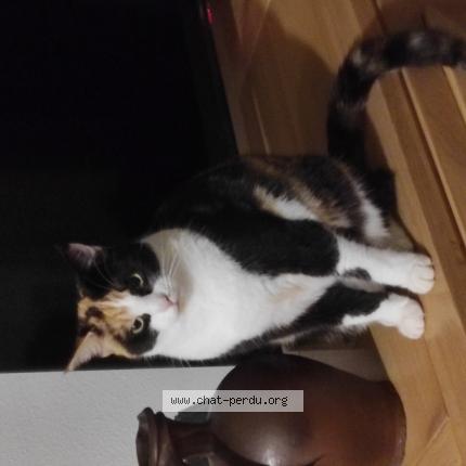 Photo 1/1 Saphir Chat lost in Gignac