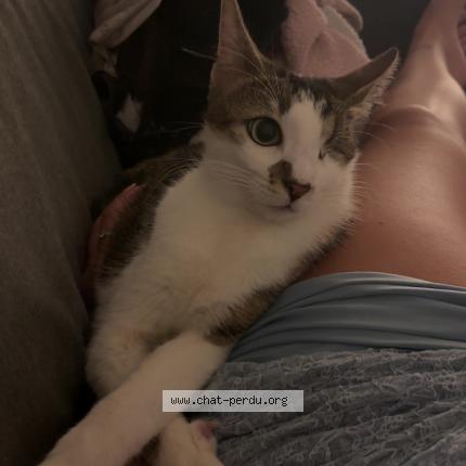 Photo 1/1 Bandy Chat lost in Narbonne