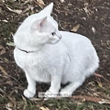 Photo 1/1 mignonne Chat lost in Argeles sur mer