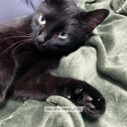 Photo 1/1 Hamres Chat lost in Herstal