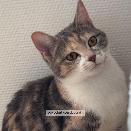 Photo 1/1 Orly Chat lost in Noisy le grand