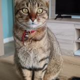 Picture of cat lost at Prefailles