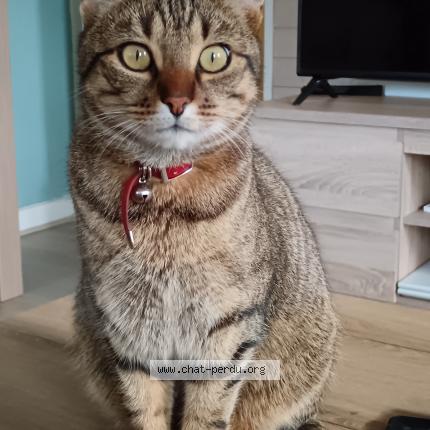 Photo 1/3 Sirius Chat lost in Prefailles