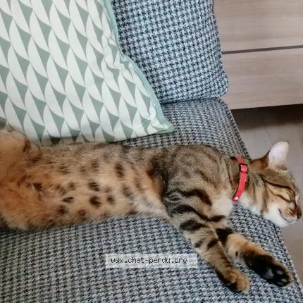 Photo 2/3 Sirius Chat lost in Prefailles