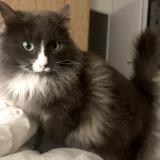 Picture of cat lost at Vigneux De Bretagne