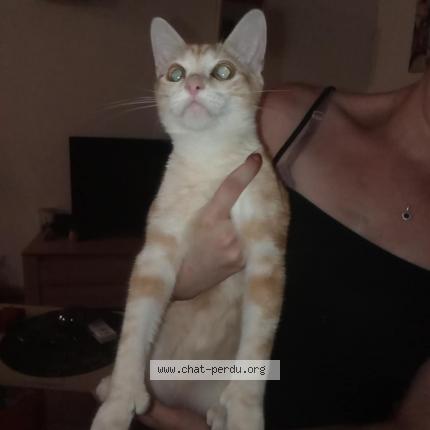 Photo 1/1 Found cat Found in Limoges