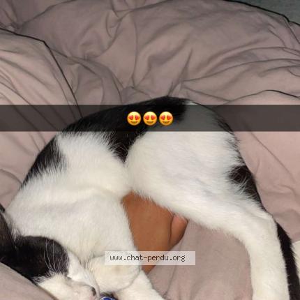 Photo 1/1 Sky Chat lost in Entraigues sur la sorgue