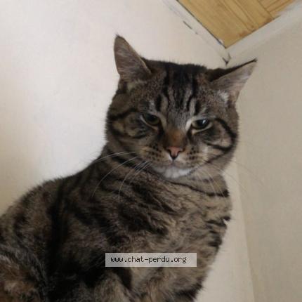 Photo 1/1 Oggy Chat lost in Herbitzeim