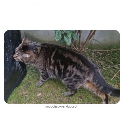 Photo 1/1 Shadow Chat lost in Ecquevilly