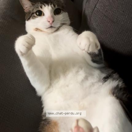 Photo 1/1 Mia Chat lost in Saint aubin les elbeuf