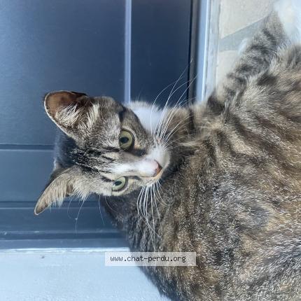 Photo 1/1 Scar Chat lost in Cherves richemont