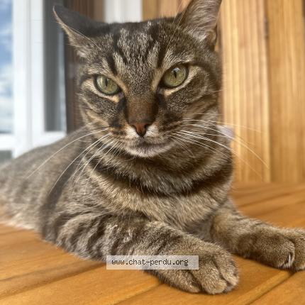 Photo 1/1 Tigris Chat lost in Ermont