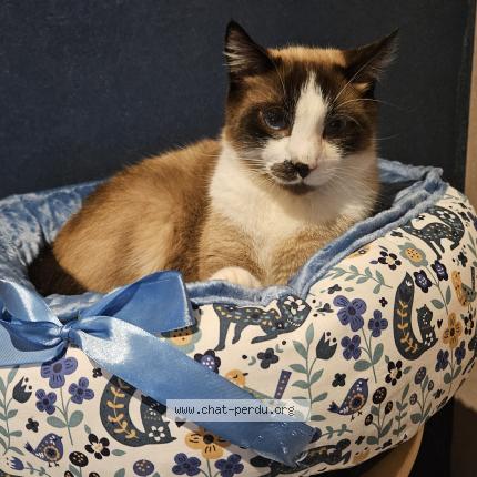 Photo 1/1 TOMMY LEE Chat lost in Angleur