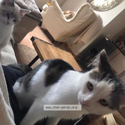 Photo 1/1 Esmé Chat lost in Sauvian